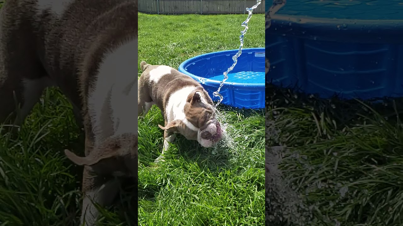 camera iphone 8 plus apk SUMMER WATER PRANK 😂 DOG FAIL DRINKING WATER OUT OF HOSE