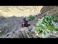 Esmat S Exciting Journey To Collect Kardeh Plant In The Zagros Mountains