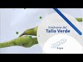 Síndrome del tallo verde y retención foliar de la soya.