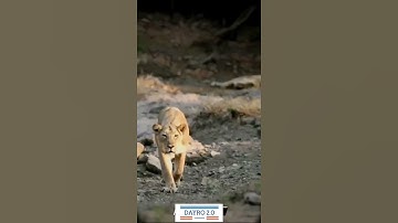 Devayat khavad status || lion status || Devayat khavad attitude status || DAYRO 2.0