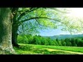 1 hour healing meditation music  sound therapy  relax mind and body  incredibly soothing