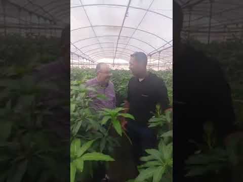 وهم اصول المانجو المقزمه مع صديقي الغالي م شريف عبد الرازق خبير زراعة وانتاج المانجو