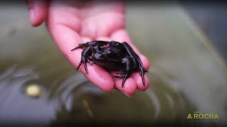Creature Feature | The Northern Red-Legged Frog