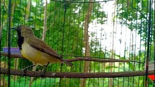 sogon ngebren rapat kayak cililin