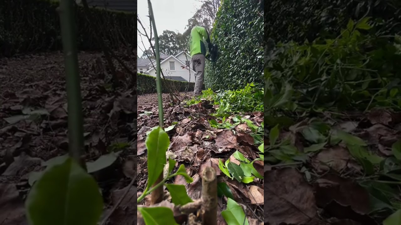 Ready for a hedge makeover? Jim's Mowing will get them looking sharp