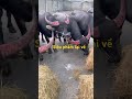 #agriculture #natureasmr