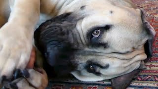 My gentle monster - Boerboel Yzer by Boerboel Yzer 376 views 3 months ago 1 minute, 34 seconds