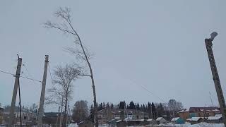 Валим дерево с оттяжкой