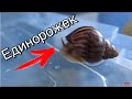 VLOG: ВСЕ ЖИВОТНЫЕ В НОВОЙ КВАРТИРЕ