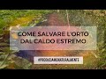 Caldo Estremo Come salvare l'Orto 🥒🌶️🍆🍉