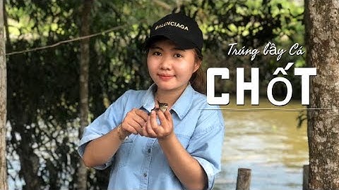 Câu Cá Rô Đồng Trúng Bầy Cá Chốt Cá Ăn Liên Tục | Hải Yến Vlog