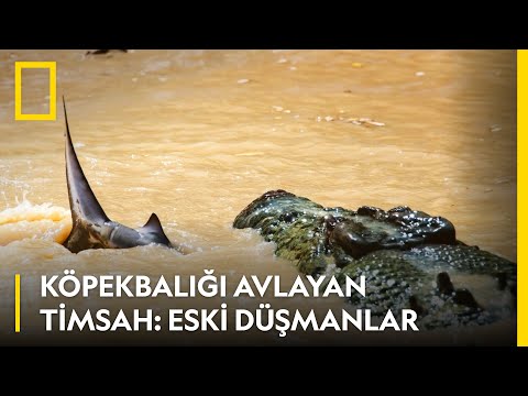 WILD | Köpek Balığı Avlayan Timsah : Eski Düşmanlar