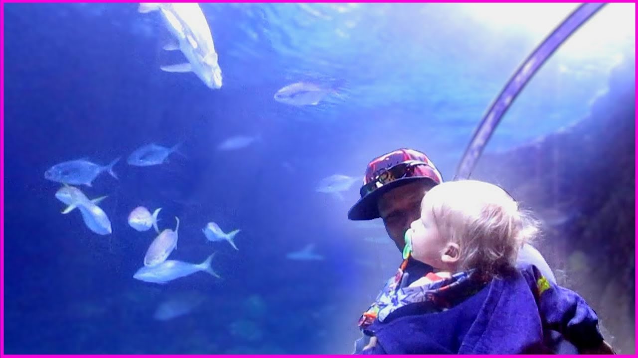 DENVER AQUARIUM YouTube
