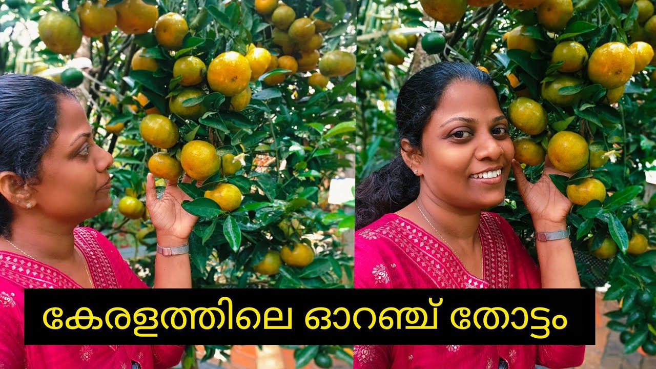 കട്ടപ്പനയിലെ ഓറഞ്ച് തോട്ടം | miracle farm house idukki | fruit farm