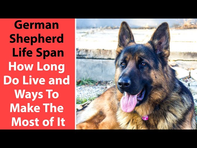 Old German Shepherd Dog Lifespan