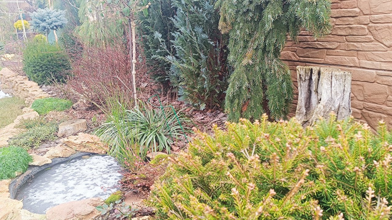 Перша прогулянка в новому році по саду. 02.01.2026