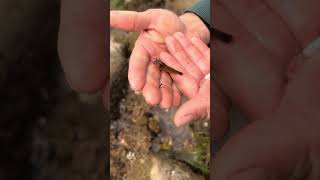 Tide pools couldn’t have been more fruitful — treated with care & respect #tidepools #califonia