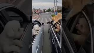 #வடிவேலு காமெடி#shortvideo #funnyvideo #emotionalspeech #King fish kingfishfish97 #fish #fishing