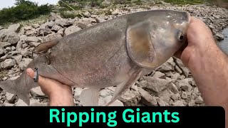 Ripping spillway monsters: snagging invasives