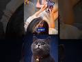 BRO IS INSANE 🥶 #funny #cat #memes