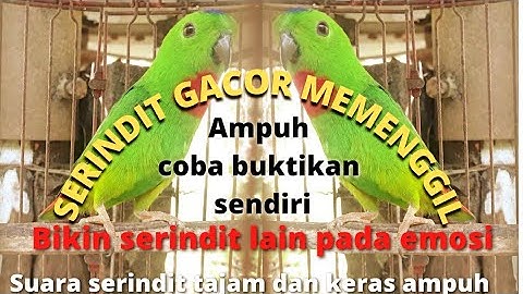 Burung Serindit Gacor Nembak Keras Dan Tajam||sangat ampuh bikin serindit lain emosi