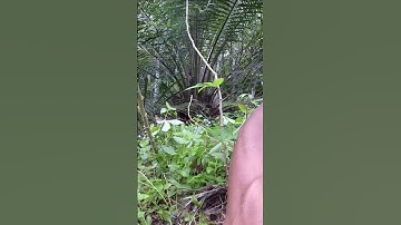 Harvesting cassava part 676 #shorts #farming #cassava #nature  #cassavaroots #cassavafarming