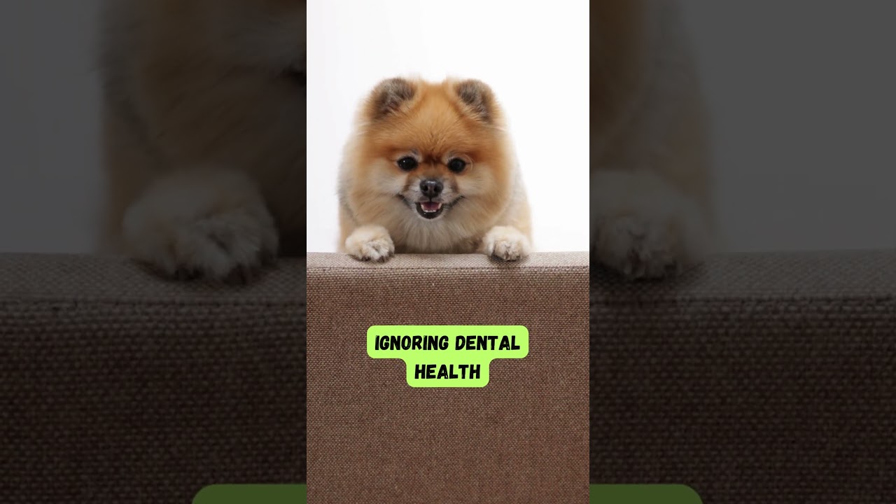 Senior Dog Care Mistakes to Avoid