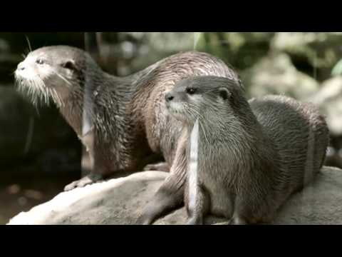 Myoptix Photography - (Outdoor Filming) Chester Zoo