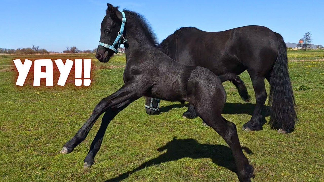 Friesian Foal Hille's First Pasture Adventure! Plus a Harry Update | Friesian Horses