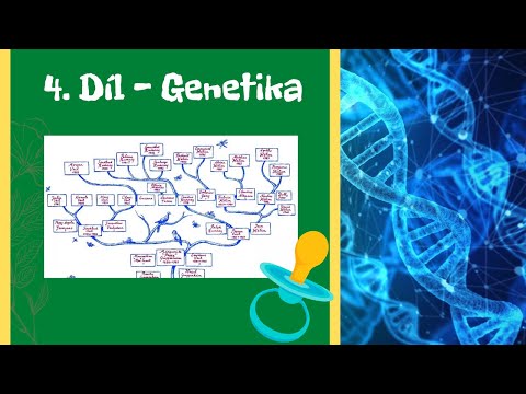 Video: Jsou dvojčata geneticky totožná?