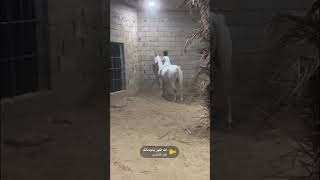 كفو الربع تعليم ركوب الخيل