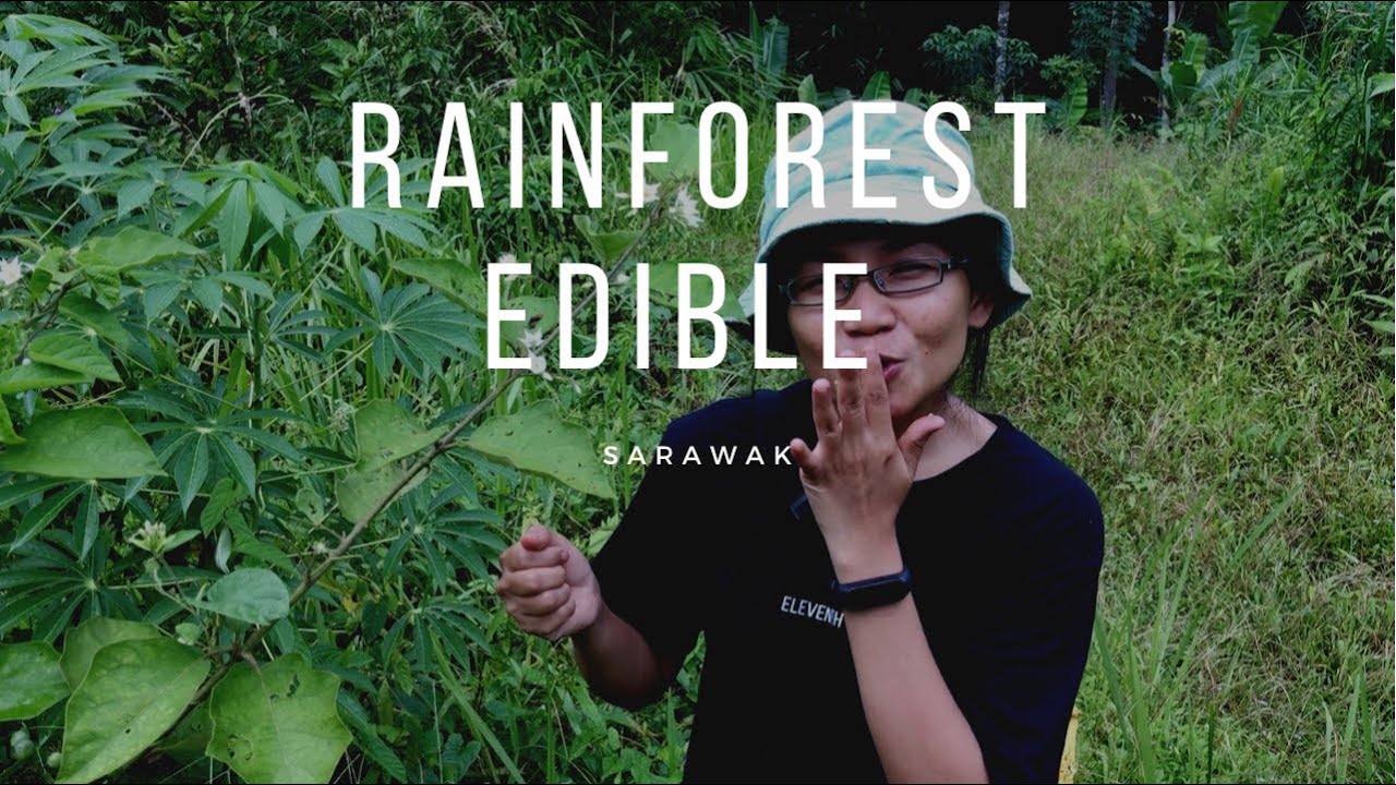 8 Edible Rain Forest Plants You Can Eat Sarawak Borneo YouTube