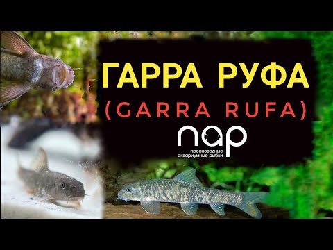 Βίντεο: Πώς να φροντίζετε τα ψάρια Garra Rufa