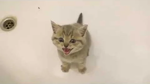 Video 11313791: bath meows loudly, kitten meowing loudly, kitten loves bath