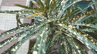 Croton Gold dust Variegated  Thin Leaves plant|| plant croton golddust indoorplant gardening