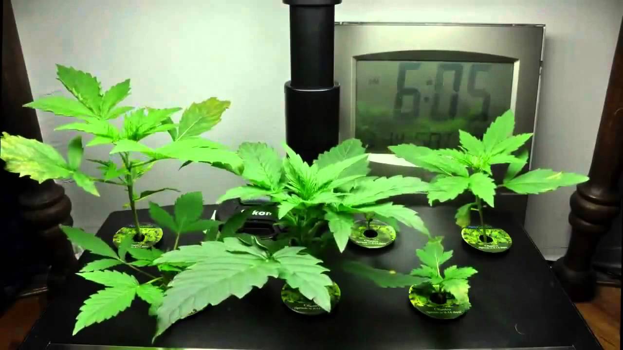 Гидропоника видео марихуана как понять что человек курит марихуану