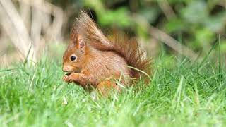Squirrel in the grass / Eichhörnchen im Gras