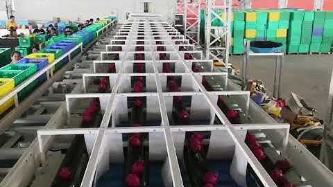 Reemoon Dragon Fruit Sorting Machine