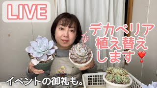 【LIVE】デカベリアを植え替え❣️糸島イベント振り返りと御礼。