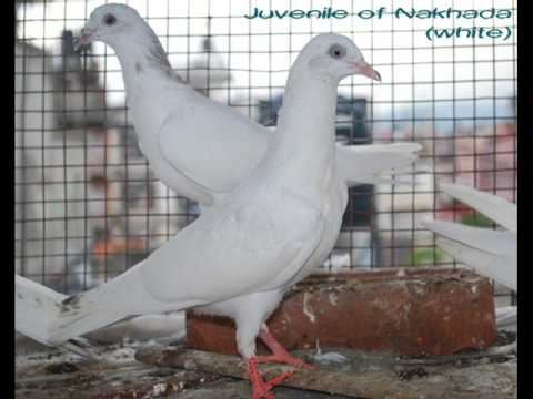 Tippler pigeons, Tipplers Highflyers from Nepal, P...