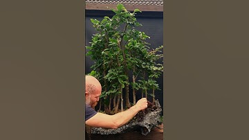 1 Year in 1 Minute - Beech Bonsai  Forest