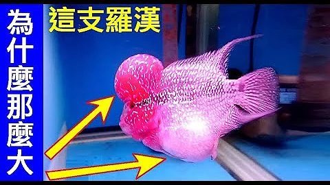 奇怪！羅漢魚頭跟肚子怎麼一起變大了？【魚很聰明．朋友家裡養的熱帶魚】白同學生活日常Tropical Fish 白同學DIY教室 - 天天要聞