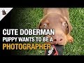 Doberman Puppy wants to be a photographer