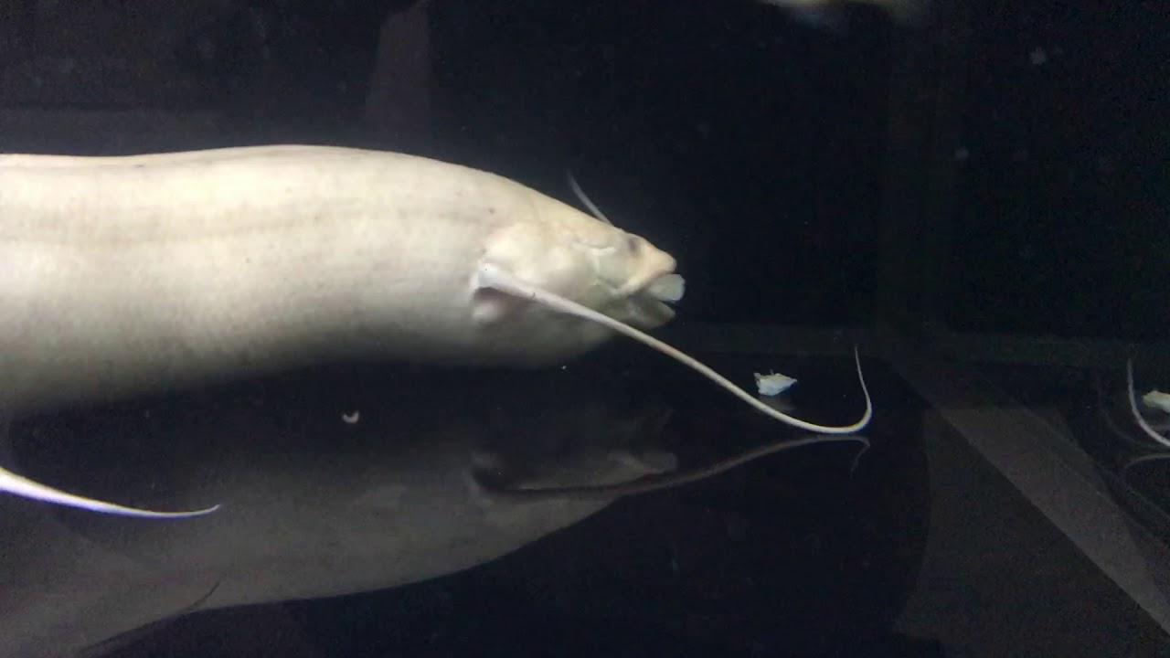 Albino Aethiopicus Lungfish 22 Oct 17 @ 28-30 inches - YouTube