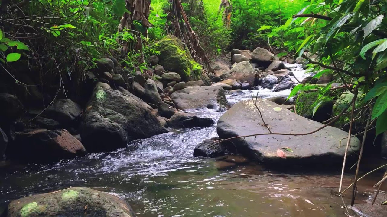 Beat Stress to Sleep Fast with Powerful River Sounds & Relaxing Cascading Water Through Forest Path
