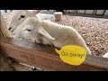 Symbio Wildlife Park in Sydney Australia  オーストラリアの動物たち part1