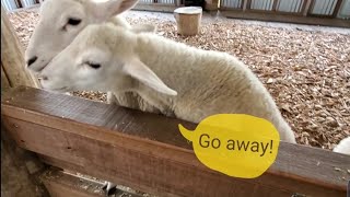 Symbio Wildlife Park in Sydney Australia  オーストラリアの動物たち part1