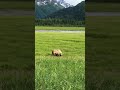 #медведь