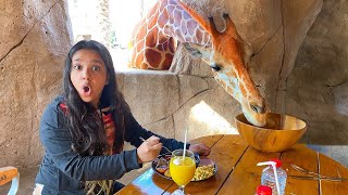 تحدي 24 ساعة في حديقة الإمارات للحيوانات   شفا أكلت مع الزرافة  24hours in Emirates Park Zoo