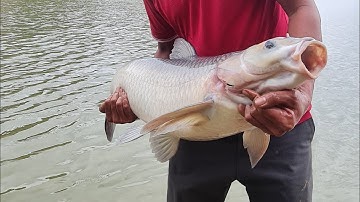 Săn Trắm Đen Hoang Dã Nghệ An P2 - Trạm Cá Khủng